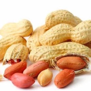 مغز ها و سایر